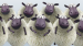 ovecky_vodafone.png